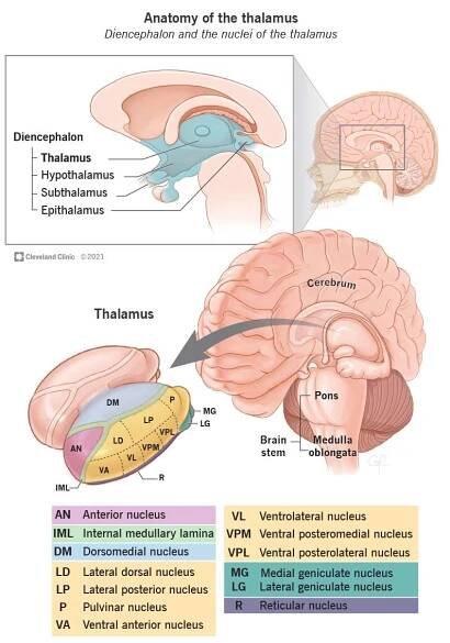 Thalamus: What It Is, Function & Disorders