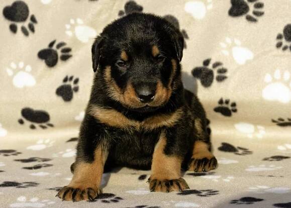Štenatka Beaucerona s PP — Dogva.com