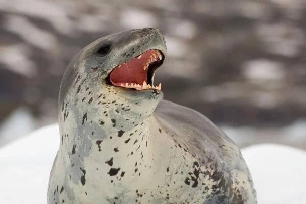 zuby a ústa leopardí pečeť na ledě, zátoka cierva, antarktida, leopard seal (hydrurga leptonyx) patří do rodiny phocidae. - tuleň leopardí - stock snímky, obrázky a fotky
