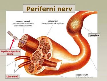 Periferní nerv gangiom Myelinová pochva axonu Cévy nervů