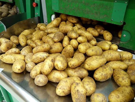 File:Potatoes in grocery store.jpg - Wikimedia Commons