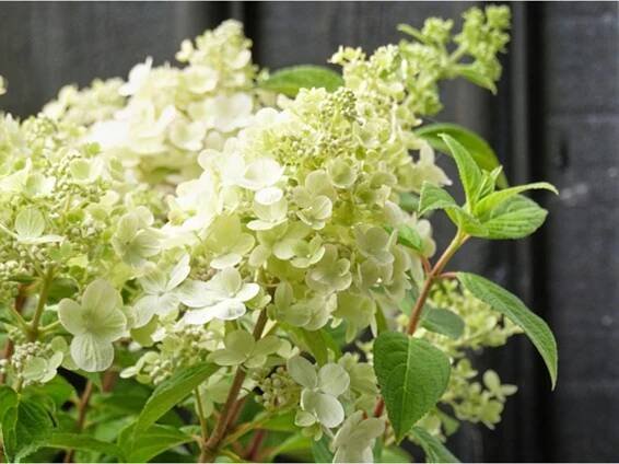 panflora2