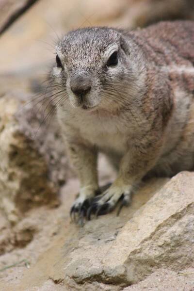 Gundi