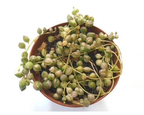 Senecio rowleyanus variegata