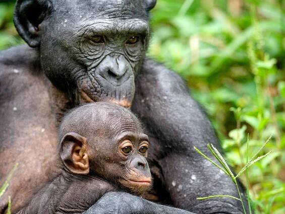 Mother and Cub of Bonobo in natural habitat.