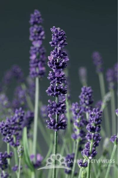 LEVANDULE MODRÁ - "AROMATICO BLUE"