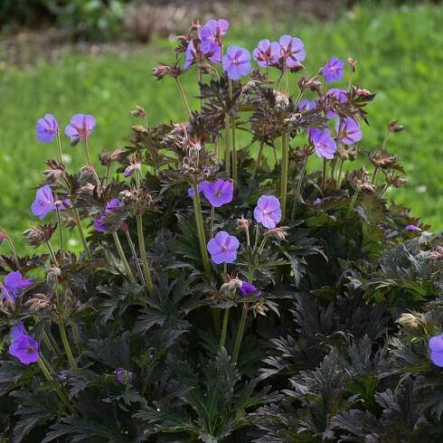 Boom Chocolatta Hardy Geranium