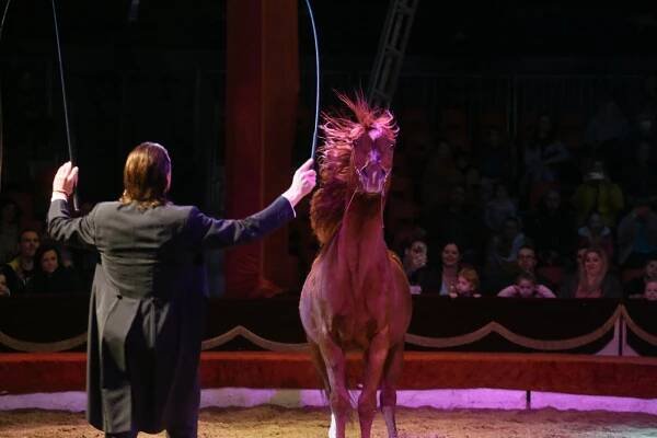 PODÍVEJTE SE: Půvabná akrobatka i špičková drezura. Přijel cirkus Humberto