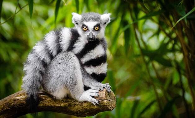 Jak se lemur brání?