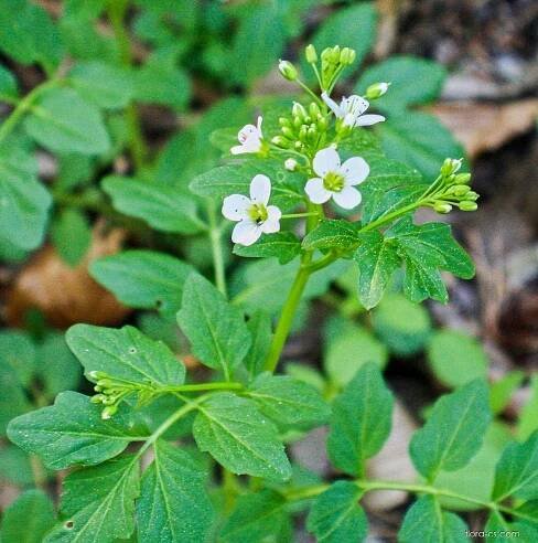 Řeřišnice nedůtklivá (Cardamine impatiens)