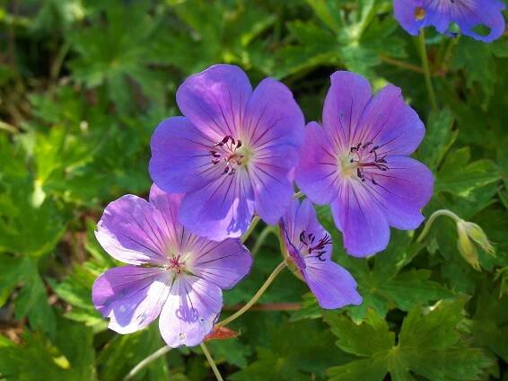 Geranium 'Rozanne'