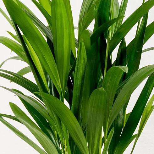 Areca dypsis lutescens Ø17cm