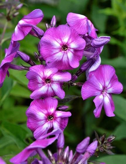 Phlox paniculata " Purple Kiss " - flox, plamenka Zahradnictví Krulichovi - zahradnictví, květinářství, trvalky, skalničky