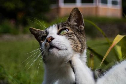 Proč se kočka škrábe? Svědění u kočky - veterinární poradna