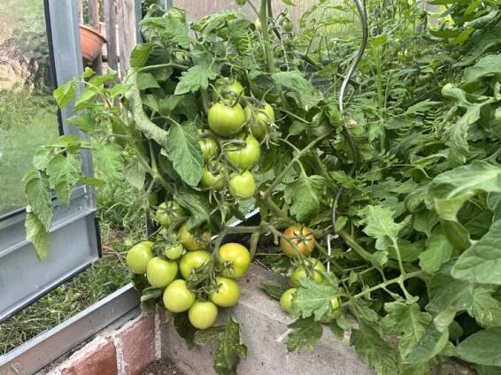 Jak pěstovat rajčata? Krok za krokem