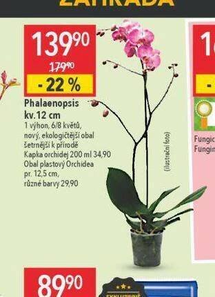 Globus Orchidea - phalaenopsis nabídka