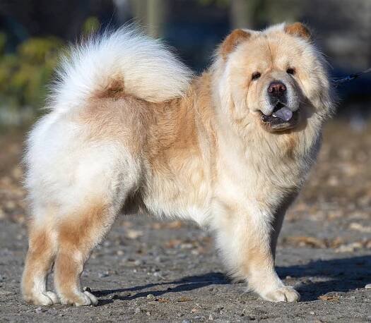 Chow Chow