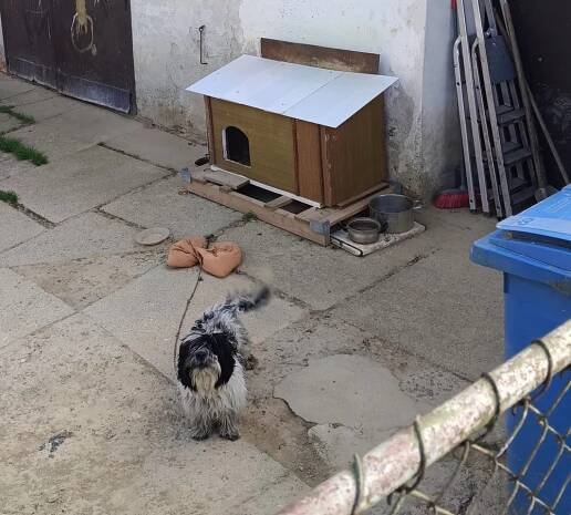 Psi k adopci z útulků, azylů a neziskových organizací