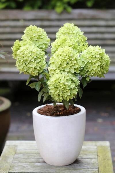 Hortenzie metlinatá (hydrangea paniculata) Little Lime