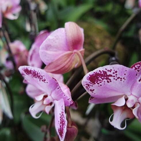 Fotografie akce: Prodejní výstava orchidejí-zahradnictví Chládek