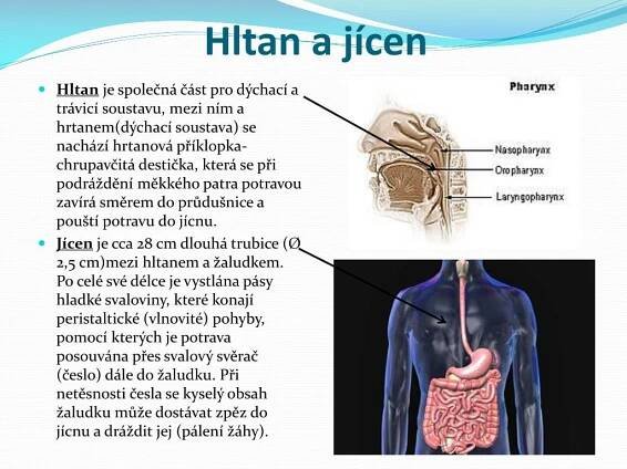 PPT - Trávicí soustava- funkce+popis PowerPoint Presentation, free download - ID:1898343