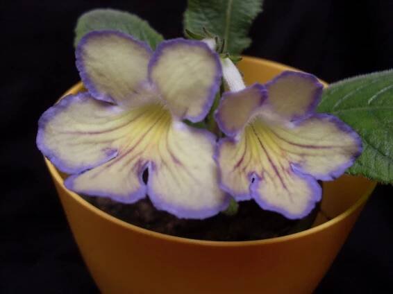 Nabídka přebytků :: Streptocarpus