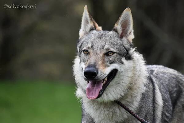 D vrh | kennel Tor Zireael