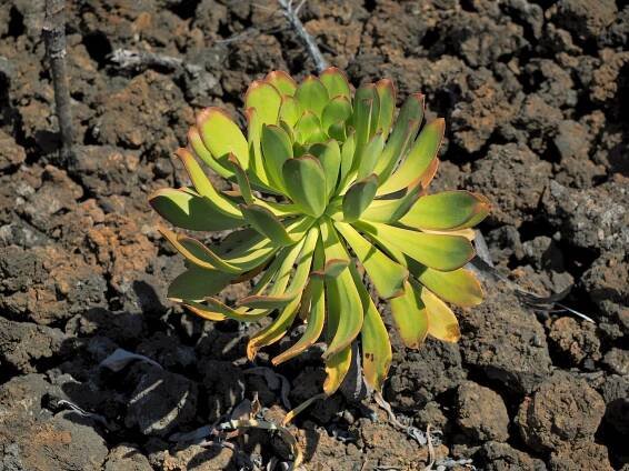 Succulent Plants of the Canary Islands (under construction) – THE NATURALIST'S TRAVEL PAGE