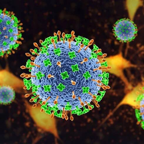 Virus Nipah