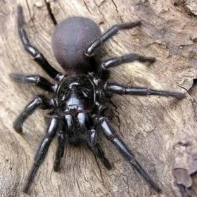 Pavouci: Charakteristika, Nejděsivější druhy a další ▷ Postposmo