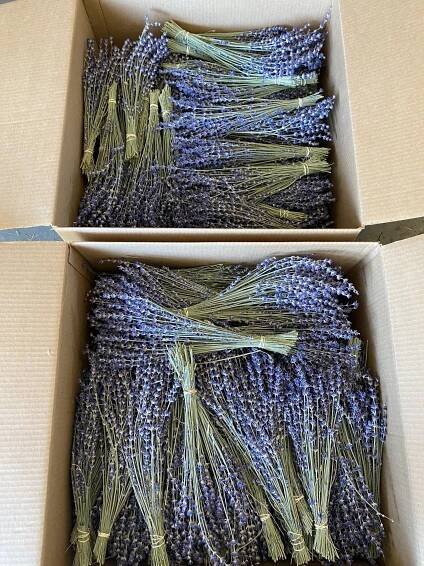 Lavender 