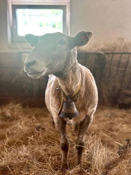 a lamb standing in a barn with a bell at Resort Hvozd in Krompach