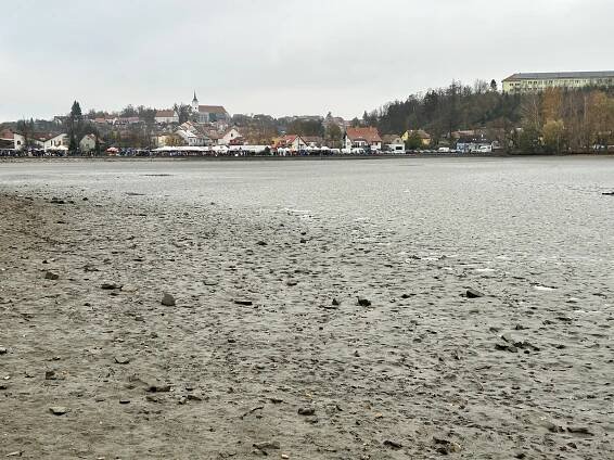 Candát, to je lahůdka. Při výlovu Olšovce jdou na dračku kapři i dravci