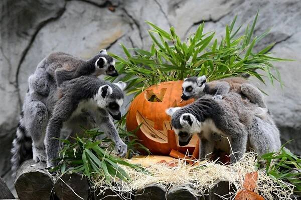 Lemur kata | Zoo Olomouc - Svatý Kopeček