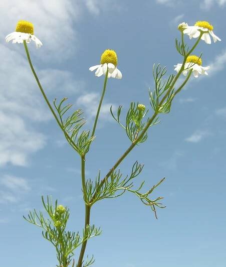 Matricaria chamomilla L. - Portale della Flora d'Italia / Portal to the Flora of Italy