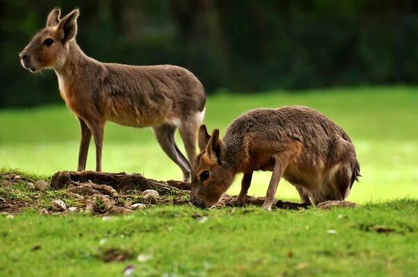 Králíci Pampy Divoké Zvíře Zoo - Fotografie zdarma na Pixabay