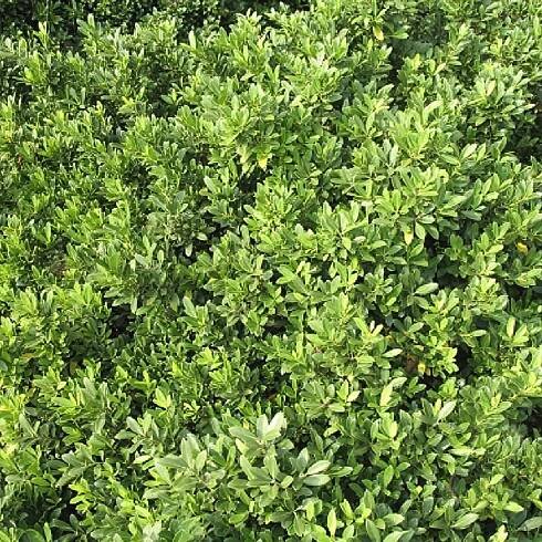 Hoogendorn Japanese Holly