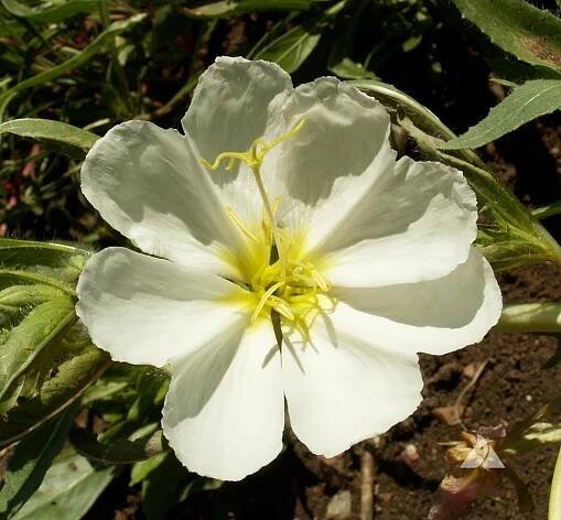Using Flowers as Nature’s Solution to Water Conservation | Applewood Seed Company