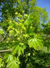Javor mléč Emerald Queen - větévka s květy (Acer platanoides)