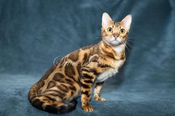 Sweet-beast.com | Bengal | UA*Sweet Beast Czarevna