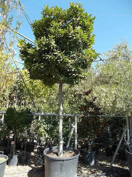 Prunus laurocerasus Novita strom