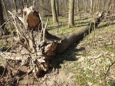 Česko přišlo už o 90 000 kubíků jasanového dřeva. Napadá je drobná houba, situace se řeší kácením