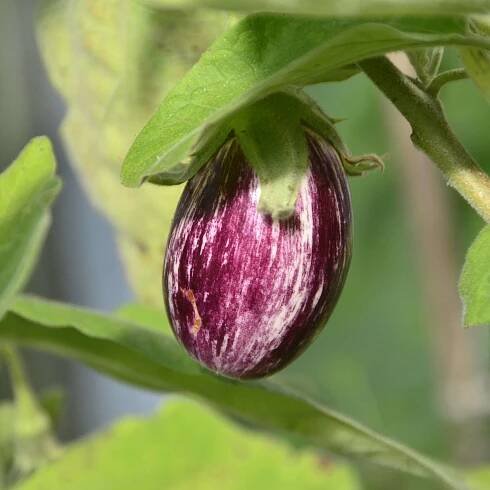 Aubergine anpflanzen: Sogar auf dem Balkon oder im Zimmer fühlt sie sich wohl