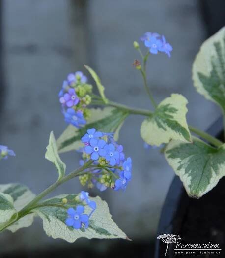 Brunnera macrophylla 'Dawson's White' | Perennicullum