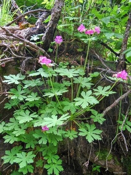 Kakost oddenkatý (Geranium macrorrhizum)