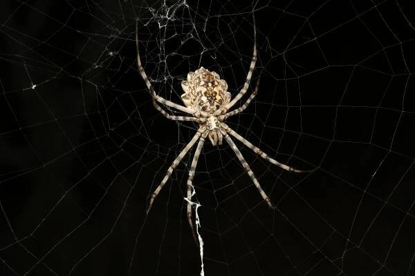 500+ nejlepších fotografií na téma Skákavka · 100% bezplatné stažení · Základové fotografie Pexels