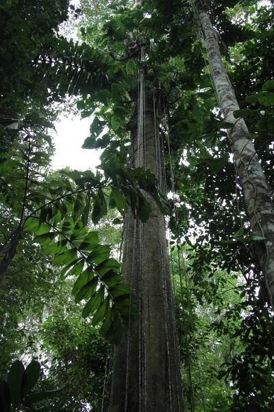 liana tree