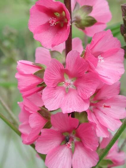 Natural history of checker-mallows of western Oregon - Institute for Applied Ecology