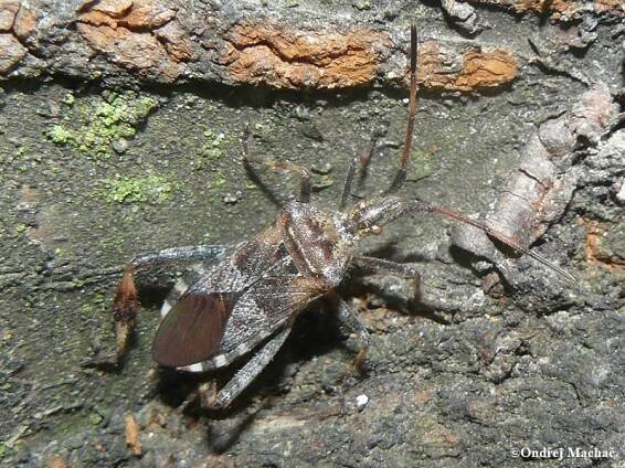 Leptoglossus occidentalis - vroubenka americká | Coreidae - vroubenkovití | Natura Bohemica