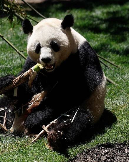 Madrid's zoo welcomes new giant panda bear couple
